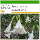 SAFLAX - Trompetas de ángel/Blanca - 10 semillas - Con sustrato estéril para cultivo - Brugmansia suaveolens