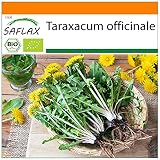 SAFLAX - Ecológico - Diente de león - 400 semillas - Taraxacum officinale